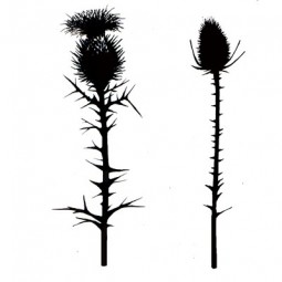 Thistles  - Tampon clear -...