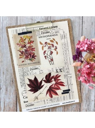 Les junks d'automne - Collection "Cabinet de curiosités" -  Chou & Flowers