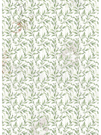 Papier Vellum imprimé A4 - Collection "Cabinet of Curiosities" - Ciao Bella