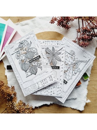 Tampon Clear - Physalis - Collection "L'Orée des Bois" - Chou & Flowers